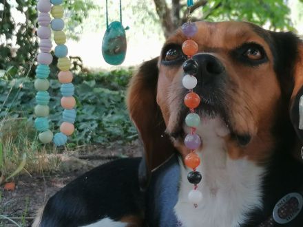 Puggle-Welpen: bald suchen wir ein neues Zuhause