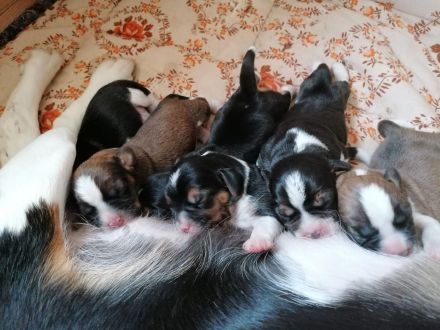 Puggle-Welpen: bald suchen wir ein neues Zuhause