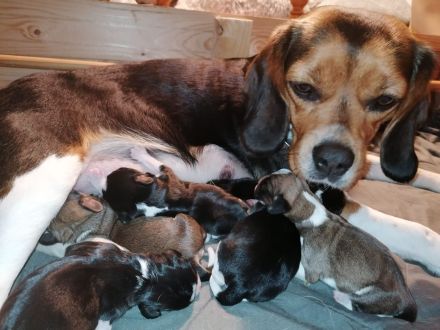 Puggle-Welpen: bald suchen wir ein neues Zuhause