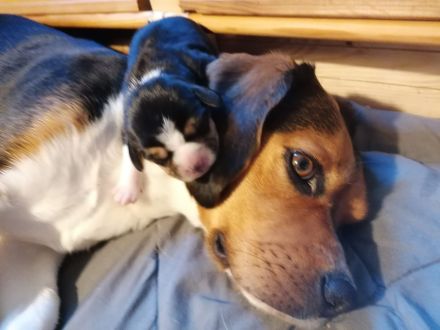 Puggle-Welpen: bald suchen wir ein neues Zuhause