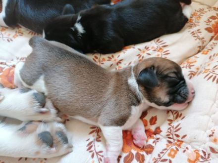 Puggle-Welpen: bald suchen wir ein neues Zuhause