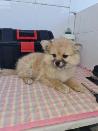 Pomchi