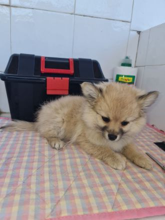 Pomchi