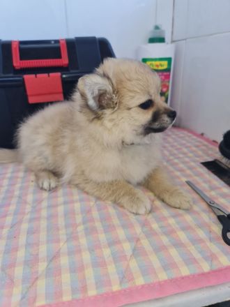 Pomchi