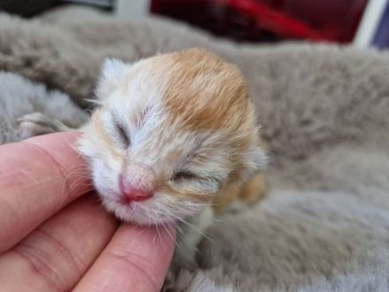 Reinrassige BKH Kitten golden Shell mit Stammbaum