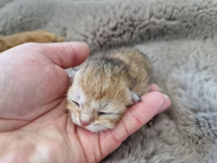 Reinrassige BKH Kitten golden Shell mit Stammbaum