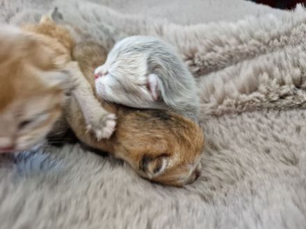 Reinrassige BKH Kitten golden Shell mit Stammbaum