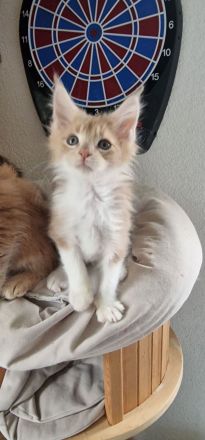 Maine Coon Kitten suchen neues Kuschelpersonal!