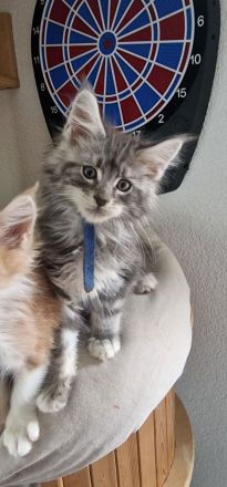 Maine Coon Kitten suchen neues Kuschelpersonal!