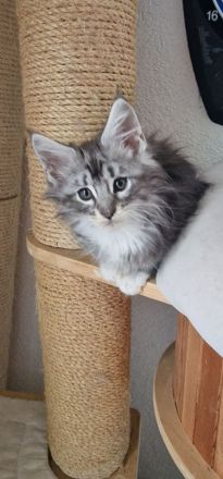 Maine Coon Kitten suchen neues Kuschelpersonal!