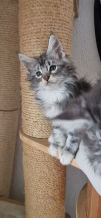 Maine Coon Kitten suchen neues Kuschelpersonal!