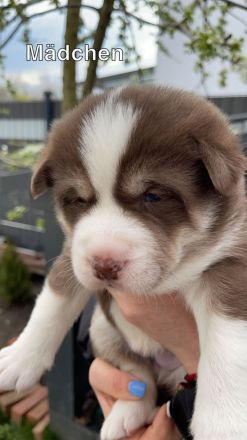 Süße Welpen