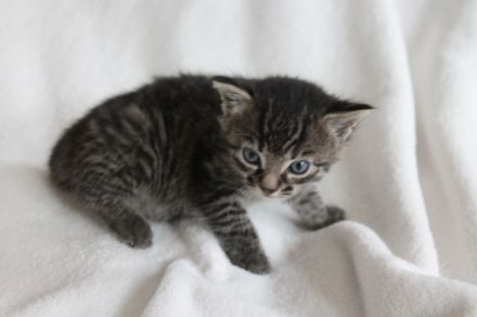 Kitten , Babykatze BKH / Maine Coon / EKH Mix Kitten weiblich