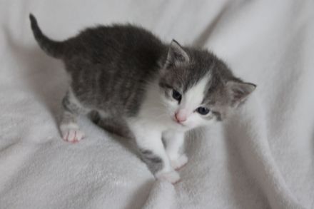 Kitten , Babykatze BKH / Maine Coon / EKH Mix Kitten weiblich