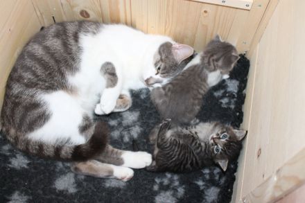 Kitten , Babykatze BKH / Maine Coon / EKH Mix Kitten weiblich