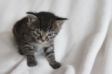 Kitten , Babykatze BKH / Maine Coon / EKH Mix Kitten weiblich