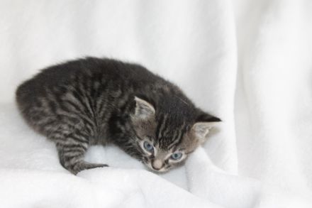 Kitten , Babykatze BKH / Maine Coon / EKH Mix Kitten weiblich