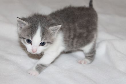Kitten , Babykatze BKH / Maine Coon / EKH Mix Kitten weiblich