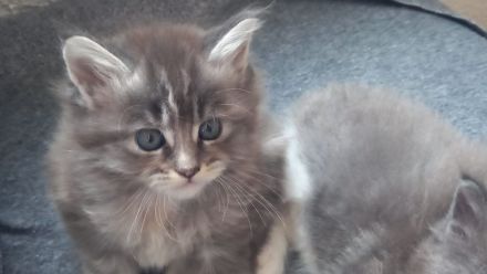 Maine Coon Kitten reinrassig