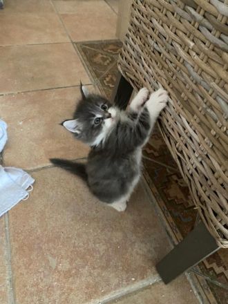 Maine Coon Kitten reinrassig