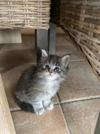 Maine Coon Kitten reinrassig