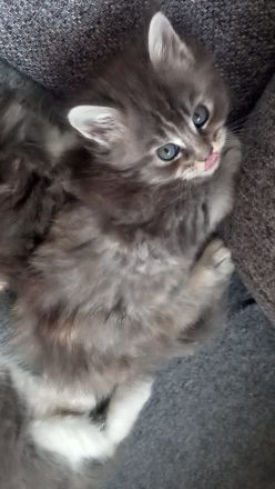 Maine Coon Kitten reinrassig