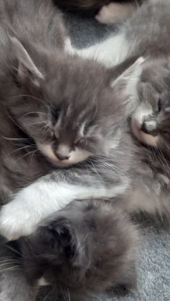 Maine Coon Kitten reinrassig