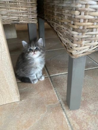 Maine Coon Kitten reinrassig