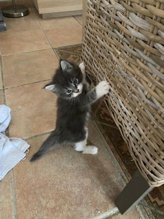 Maine Coon Kitten reinrassig