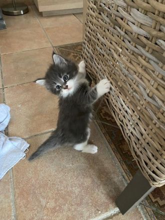 Maine Coon Kitten reinrassig