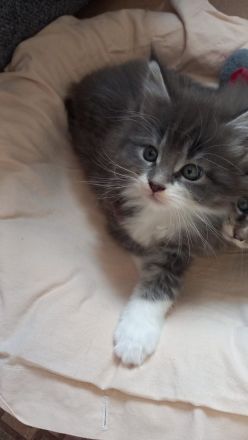 Maine Coon Kitten reinrassig