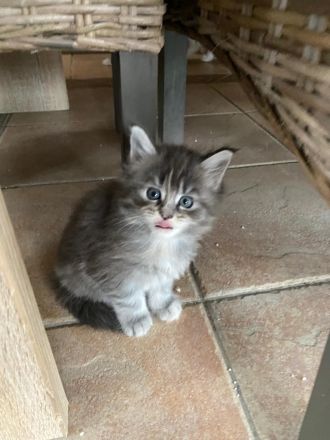 Maine Coon Kitten reinrassig