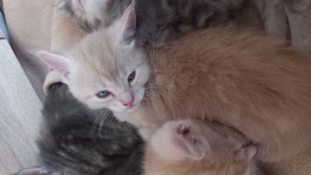 Maine Coon - BKH Mix Kitten