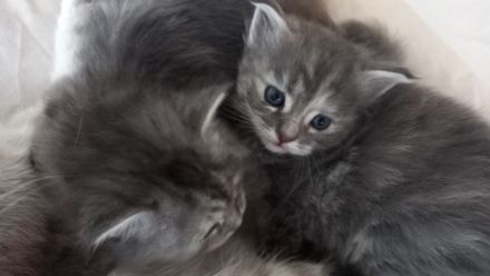 Maine Coon - BKH Mix Kitten