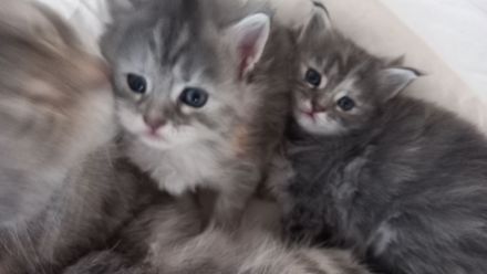 Maine Coon - BKH Mix Kitten