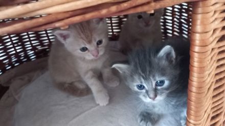 Maine Coon - BKH Mix Kitten