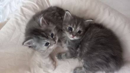 Maine Coon - BKH Mix Kitten