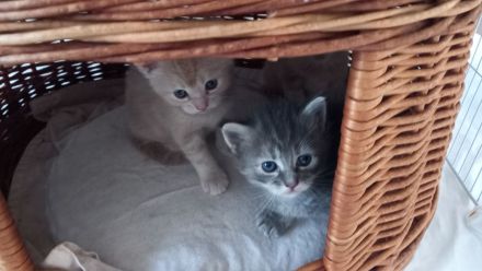 Maine Coon - BKH Mix Kitten