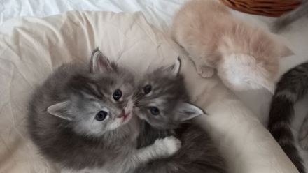 Maine Coon - BKH Mix Kitten