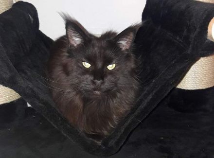 of Family best friend