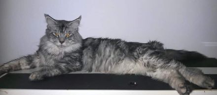 of Family best friend