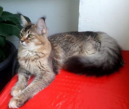 of Family best friend