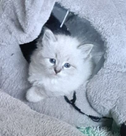 Süße Neva Masquarade und sibirische Kätzchen