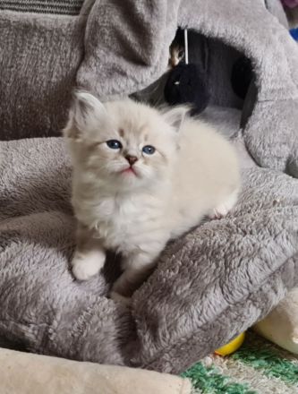 Süße Neva Masquarade und sibirische Kätzchen