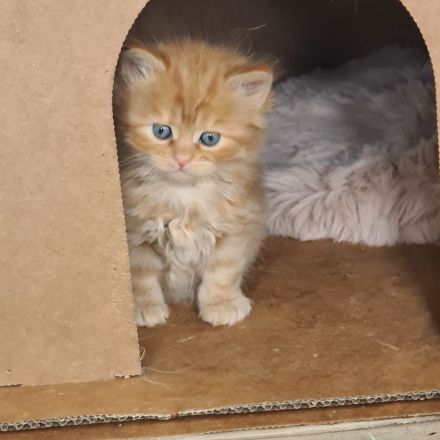 Sibirische Katzen und Neva Masquarade