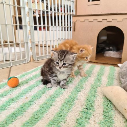 Sibirische Katzen und Neva Masquarade