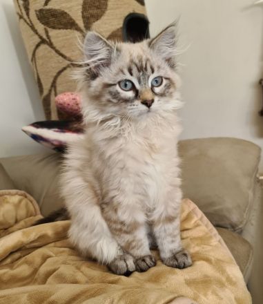 Sibirische Katzen und Neva Masquarade