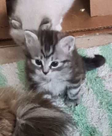 Sibirische Katzen und Neva Masquarade