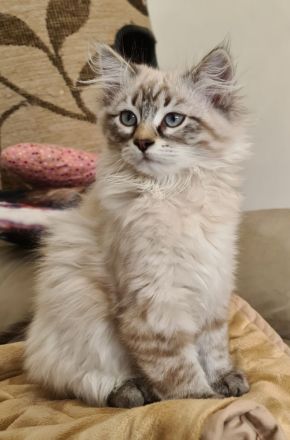 Sibirische Katzen und Neva Masquarade