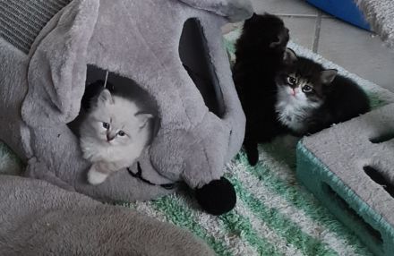 Sibirische Katzen und Neva Masquarade